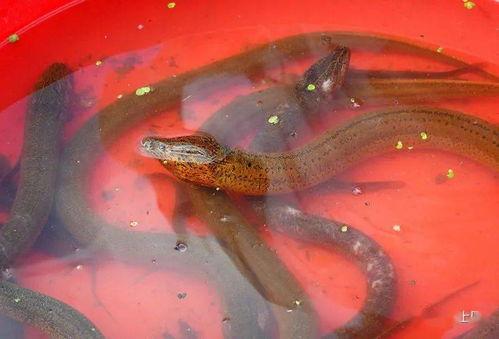 大黄小鱼在街上吃瓜视频,趣味横生一幕引网友热议