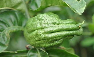 吃佛手瓜好放屁吗视频,佛手瓜食用后放屁现象揭秘