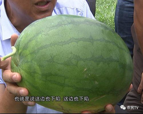 英国博士吃瓜视频,吃瓜视频揭示学术圈趣味瞬间