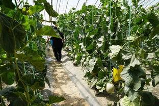 吃瓜视频一区,揭秘热门话题背后的真相与笑料