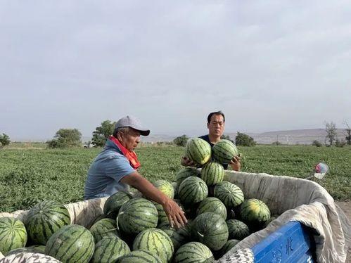 吃瓜视频一区,揭秘热门话题背后的真相与笑料